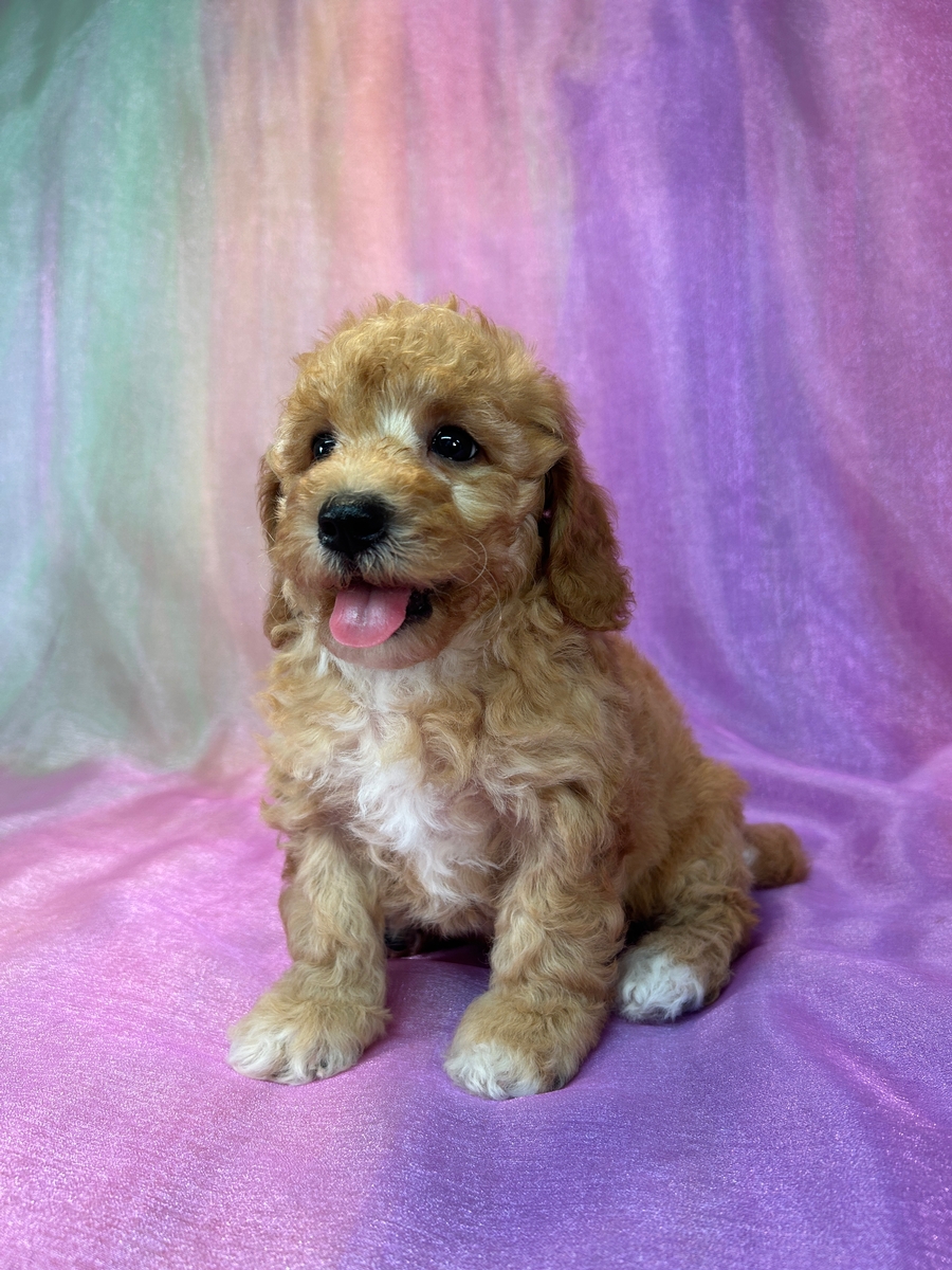 Male Bichon Poodle Puppy for Sale DOB 5-9-2025 $950